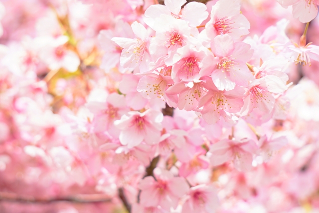 桜